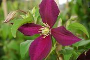 Clematis 'Mikelite'
